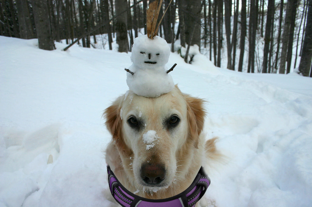 Dog-Friendly Winter Activities in Snow